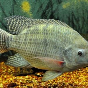 Tilapia