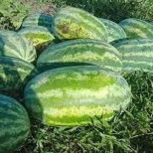 Seedless Watermelon (Pakwan) - Crimson Sweet Variety